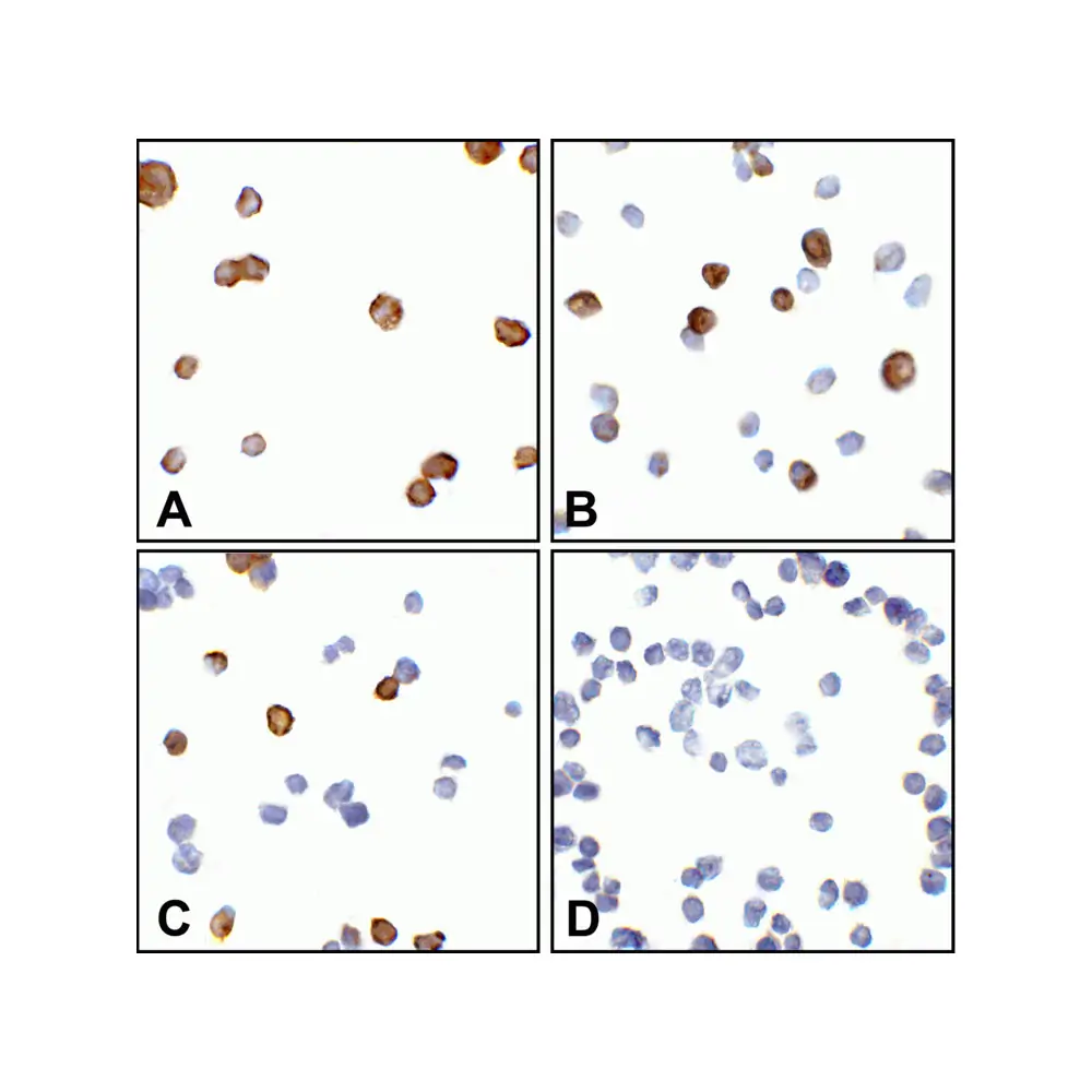 ProSci RF16010 CTLA4 Detection Set (Risk Free), ProSci, 1 Set/Unit Secondary Image